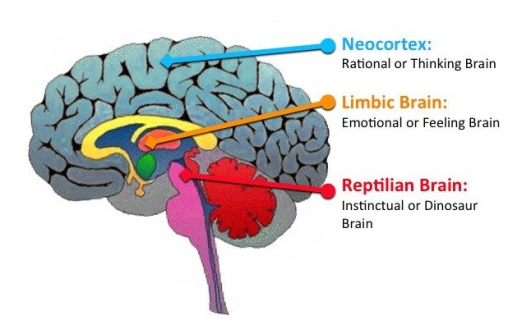 brain.PNG